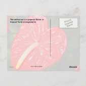 Tropische Rote Blume Postkarte (Rückseite)