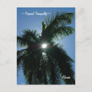 Tropische Ruhe Florida Postkarte