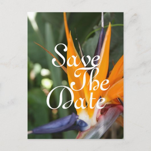 Tropische Save the Date Postkarten (Vorderseite)
