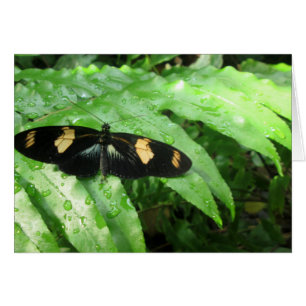 Tropische Schmetterlinge