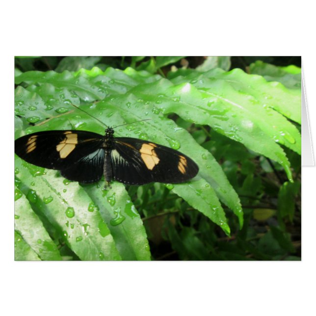 Tropische Schmetterlinge (Vorderseite (Horizontal))