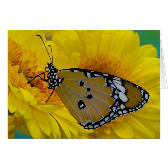 Tropische Schmetterlinge (Vorderseite (Horizontal))