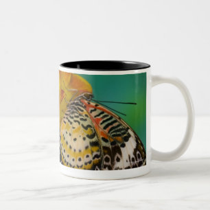 Tropische Schmetterlinge LeopardLacewing (Cethosia Zweifarbige Tasse