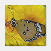 Tropische Schmetterlinge Magnet (Vorne)