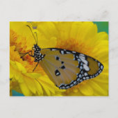 Tropische Schmetterlinge Postkarte (Vorderseite)