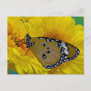 Tropische Schmetterlinge Postkarte