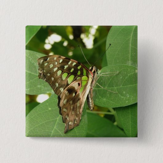 Tropische Schmetterlingstaste Button (Vorderseite)