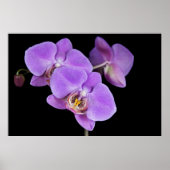 Tropische Schönheit Poster (Vorne)