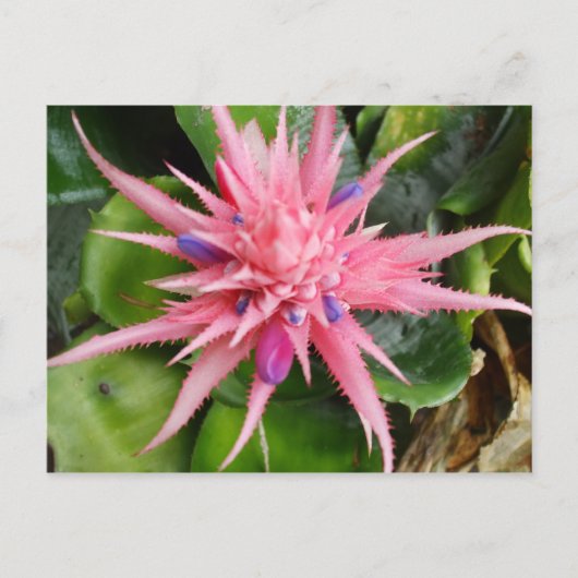 Tropische Schönheits-Postkarte Postkarte (Vorderseite)