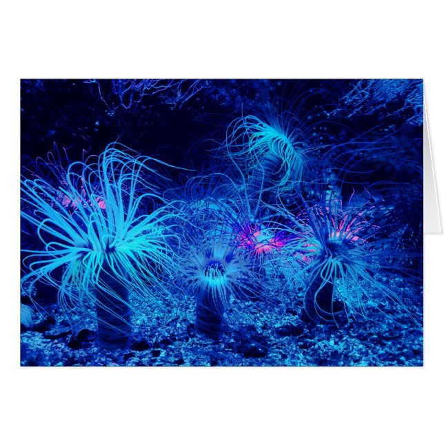 Tropische Seeanemone (Vorderseite (Horizontal))