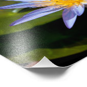 Tropische Seerosen Florale Botanische Gestaltung Fotodruck (Ecke)