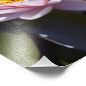 Tropische Seerosen Florale Botanische Gestaltung Fotodruck (Ecke)