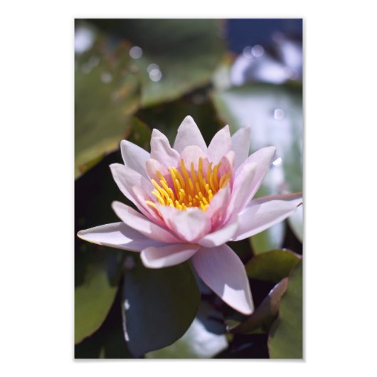 Tropische Seerosen Florale Botanische Gestaltung Fotodruck (Vorne)