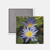 Tropische Seerosen Florale Botanische Gestaltung Magnet (Vorderseite/Rückseite)