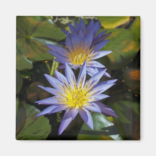 Tropische Seerosen Florale Botanische Gestaltung Magnet (Vorne)