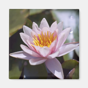 Tropische Seerosen Florale Botanische Gestaltung Magnet