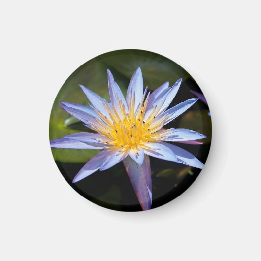 Tropische Seerosen Florale Botanische Gestaltung Magnet (Vorne)