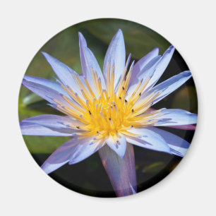 Tropische Seerosen Florale Botanische Gestaltung Magnet