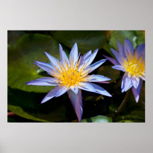 Tropische Seerosen Florale Botanische Gestaltung Poster
