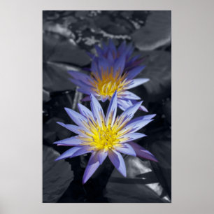 Tropische Seerosen Florale Botanische Gestaltung Poster