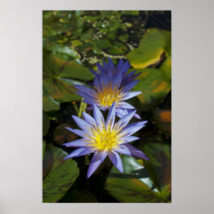 Tropische Seerosen Florale Botanische Gestaltung Poster