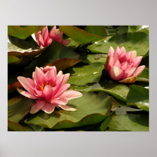 Tropische Seerosen Florale Botanische Gestaltung Poster