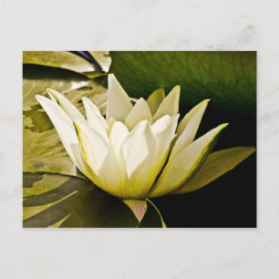 Tropische Seerosen Florale Botanische Gestaltung Postkarte