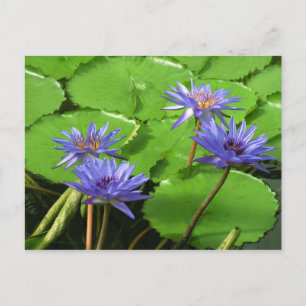 Tropische Seerosen Florale Botanische Gestaltung Postkarte