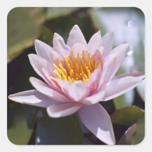 Tropische Seerosen Florale Botanische Gestaltung Quadratischer Aufkleber