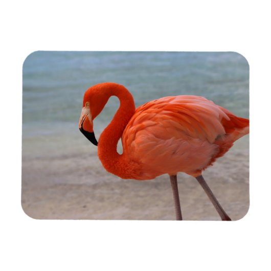 Tropische Strände | Caribbean Flamingo, Aruba Magnet (Horizontal)