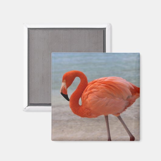 Tropische Strände | Caribbean Flamingo, Aruba Magnet (Vorderseite/Rückseite)