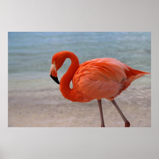 Tropische Strände | Caribbean Flamingo, Aruba Poster (Vorne)