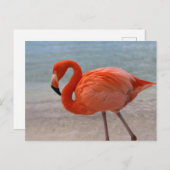 Tropische Strände | Caribbean Flamingo, Aruba Postkarte (Vorne/Hinten)