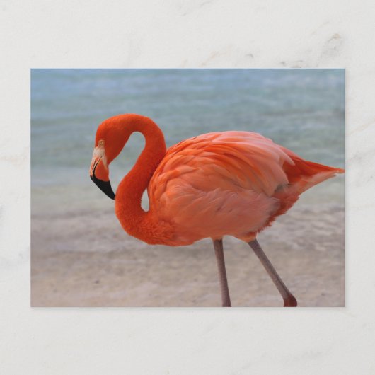 Tropische Strände | Caribbean Flamingo, Aruba Postkarte (Vorderseite)