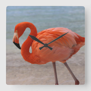 Tropische Strände   Caribbean Flamingo, Aruba Quadratische Wanduhr