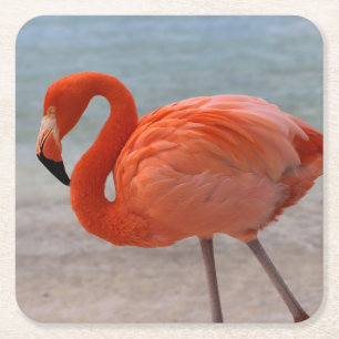 Tropische Strände   Caribbean Flamingo, Aruba Rechteckiger Pappuntersetzer