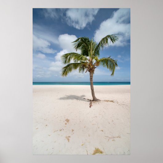 Tropische Strände | Eagle Beach, Aruba Poster (Vorne)