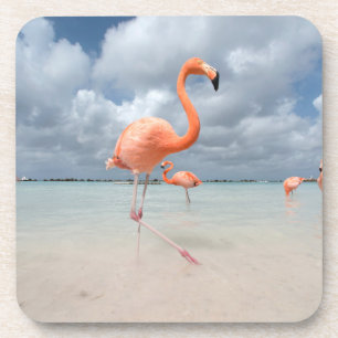 Tropische Strände Flamingos Beach, Aruba Getränkeuntersetzer