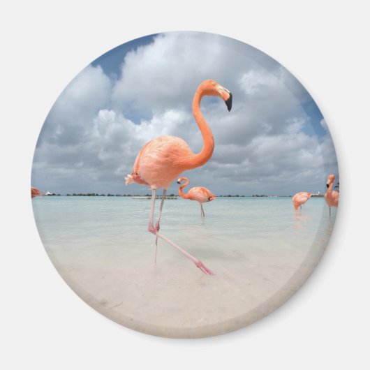 Tropische Strände | Flamingos Beach, Aruba Magnet (Vorne)