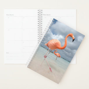 Tropische Strände   Flamingos Beach, Aruba Planer