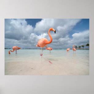 Tropische Strände Flamingos Beach, Aruba Poster