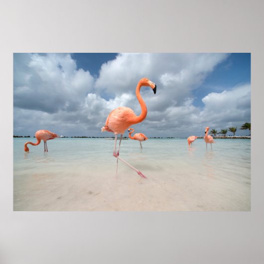 Tropische Strände | Flamingos Beach, Aruba Poster (Vorne)