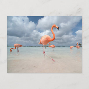 Tropische Strände Flamingos Beach, Aruba Postkarte