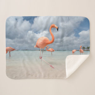 Tropische Strände   Flamingos Beach, Aruba Sherpadecke