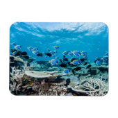 Tropische Strände | Sturgeon Magnet (Horizontal)