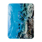 Tropische Strände | Sturgeon Magnet (Vertikal)