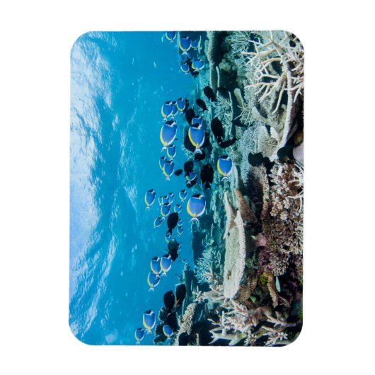 Tropische Strände | Sturgeon Magnet (Vertikal)