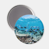 Tropische Strände | Sturgeon Magnet (Vorderseite/Rückseite)