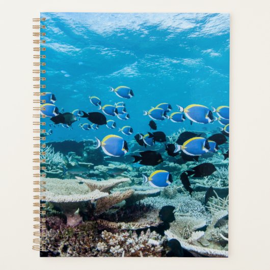 Tropische Strände | Sturgeon Planer (Vorderseite)