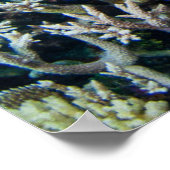 Tropische Strände | Sturgeon Poster (Ecke)